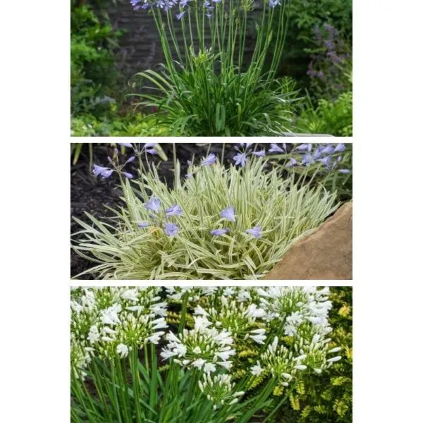 World Botanics Agapanthus Favourites tuinplanten 3 stuks mix