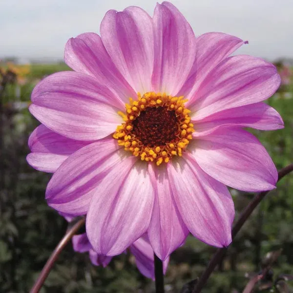 World Botanics Dahlia Bishop of Leicester knol paars 1 stuk