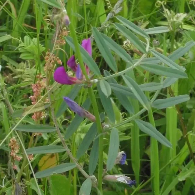 MediGran Vicia sativa ssp. angustifolia smalle wikke zaden