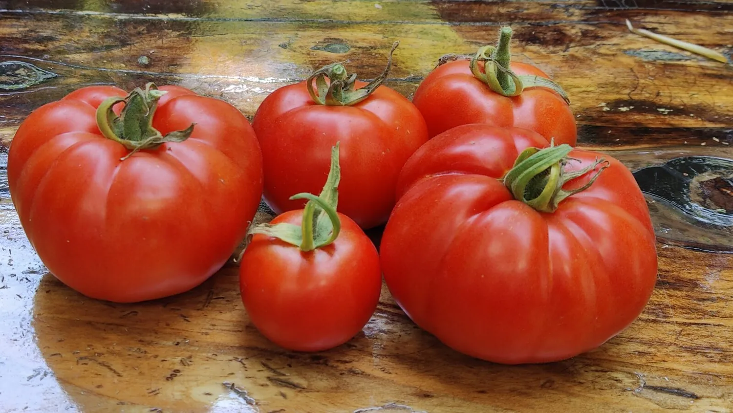 De Tuinen van MergenMetz Wonder van de Markt tomatenzaad 15 zaden productief
