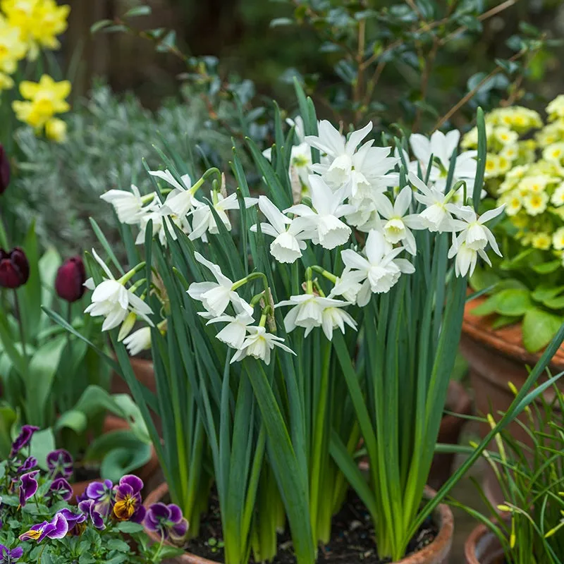 World Botanics Narcissus Thalia bloembollen 15 stuks wit