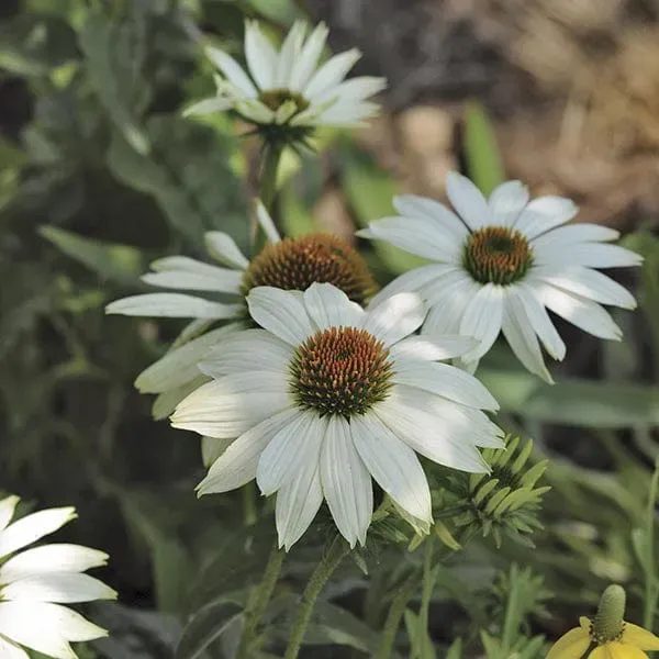 World Botanics PowWow White echinacea jonge planten 5 stuks
