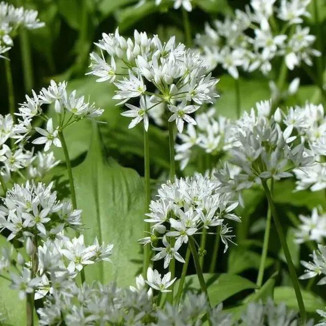 MediGran Allium ursinum Daslook zaden wit bloeiend
