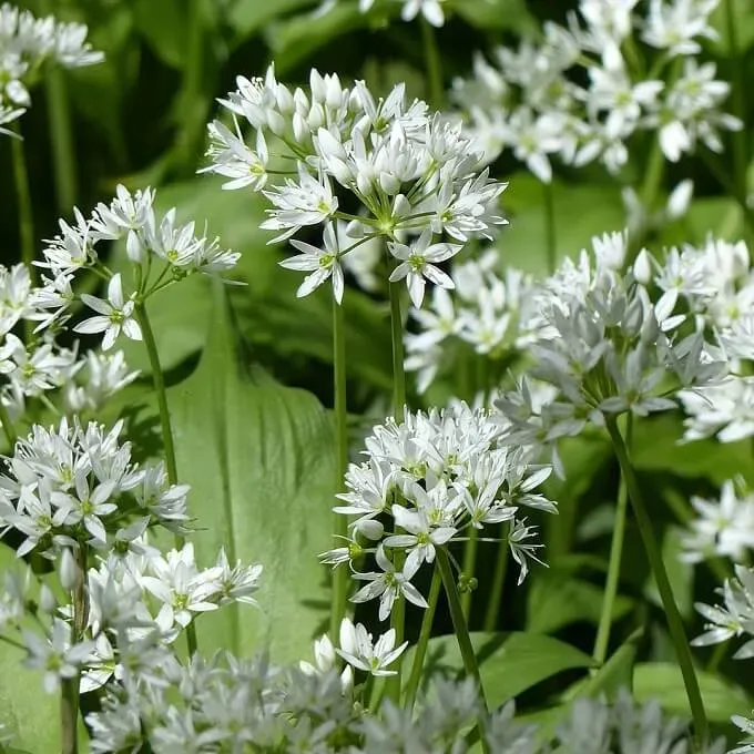 MediGran Allium ursinum Daslook zaden wit bloeiend