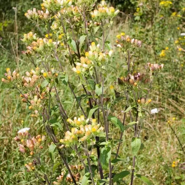 MediGran Donderkruid Inula conyzae zaden wild
