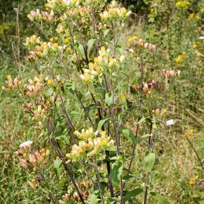 MediGran Donderkruid Inula conyzae zaden wild