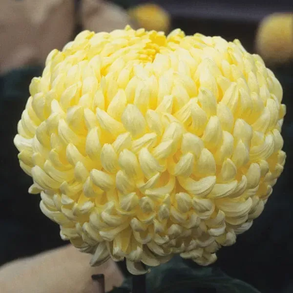 World Botanics Chrysanthemum Chessington Primrose 5 planten lichtgeel