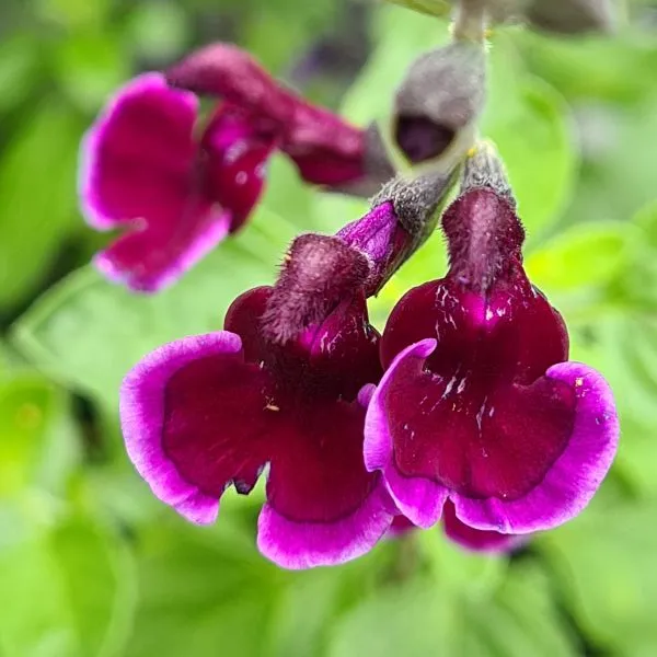 World Botanics Salvia Summer vaste planten 3x 9 cm gemengd