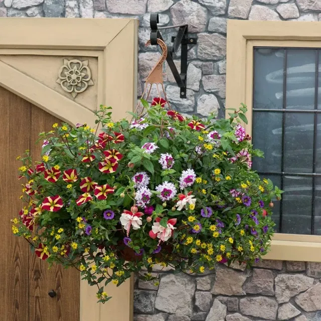 World Botanics Multi-Coloured Basket hangplanten speedplanter 7 st