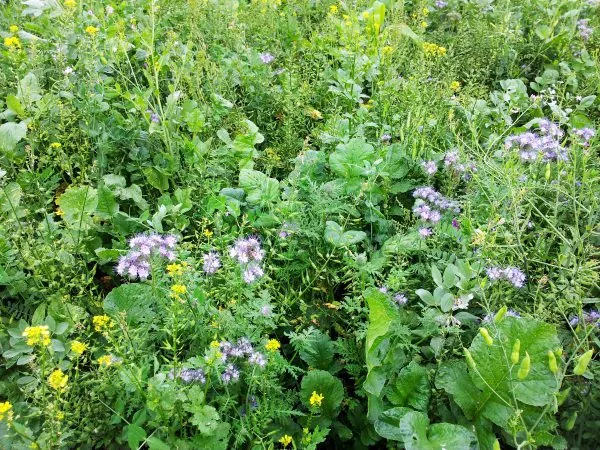 MediGran GM-10 groenbemestingsmengsel bloemrijk