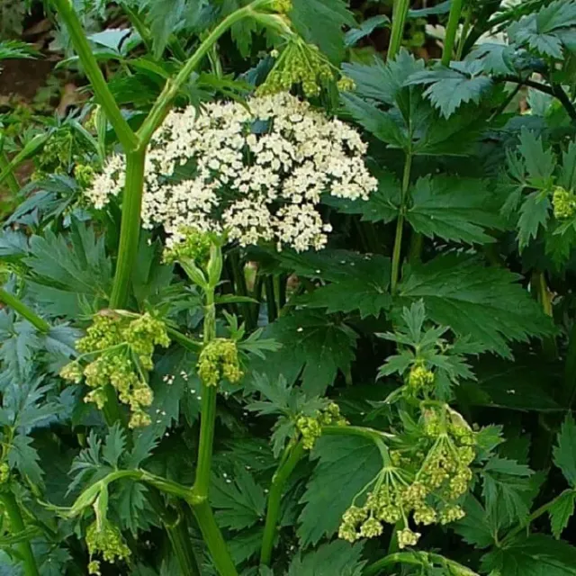 MediGran Pimpinella major Grote bevernel zaden onbespoten