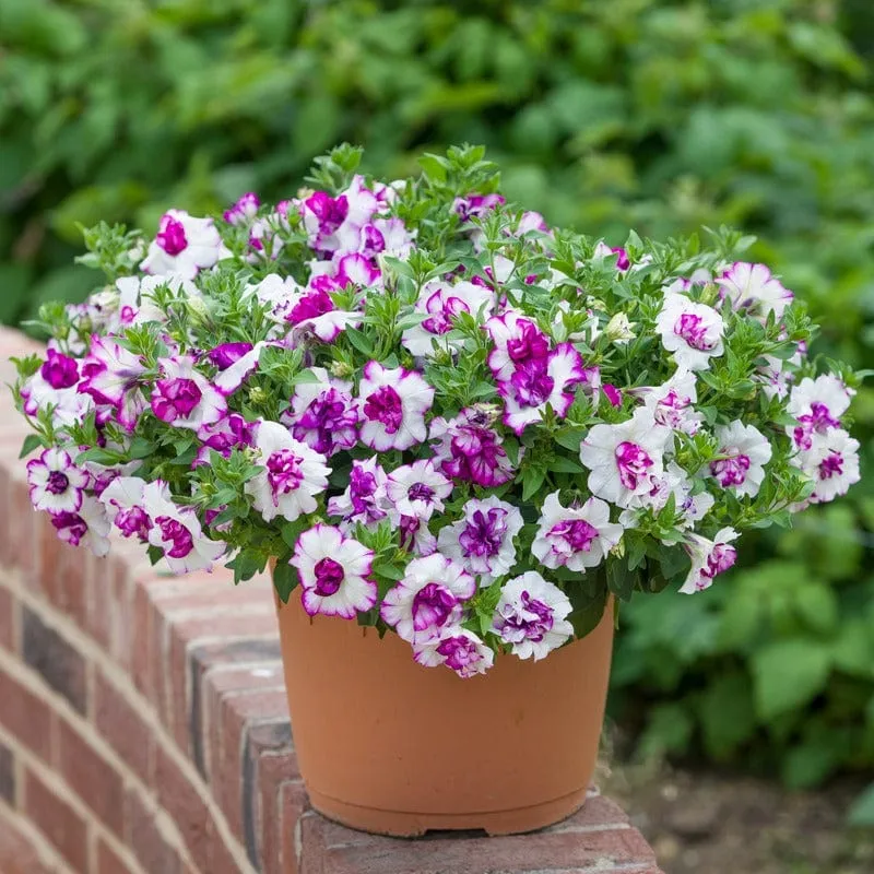 World Botanics Tumbelina Petunia Nicola hangplanten 5 gevuld roze