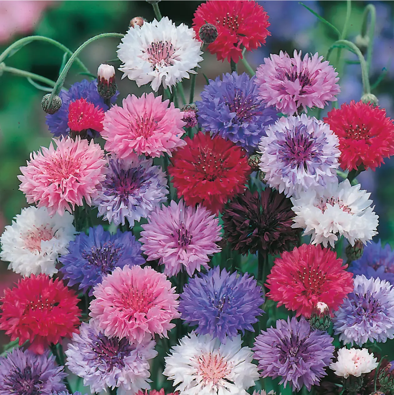 World Botanics Double Mixed korenbloem zaden dubbelbloemig