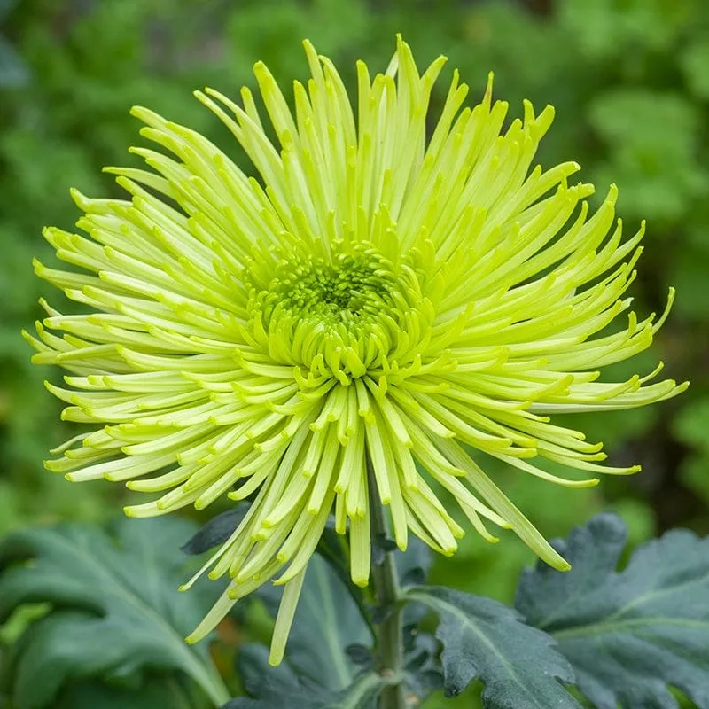 World Botanics Tula Starburst chrysant 5 jonge planten mix