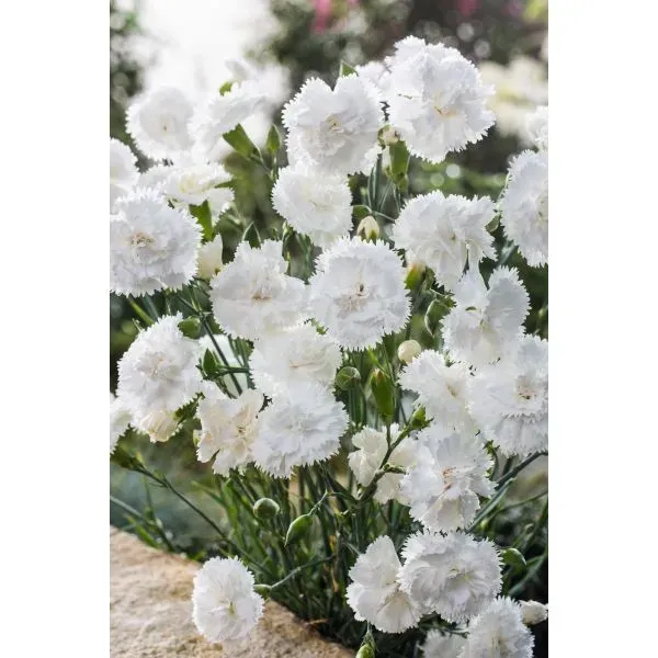 Johnsons Sweet Pleasure White anjer jonge planten wit 5 stuks