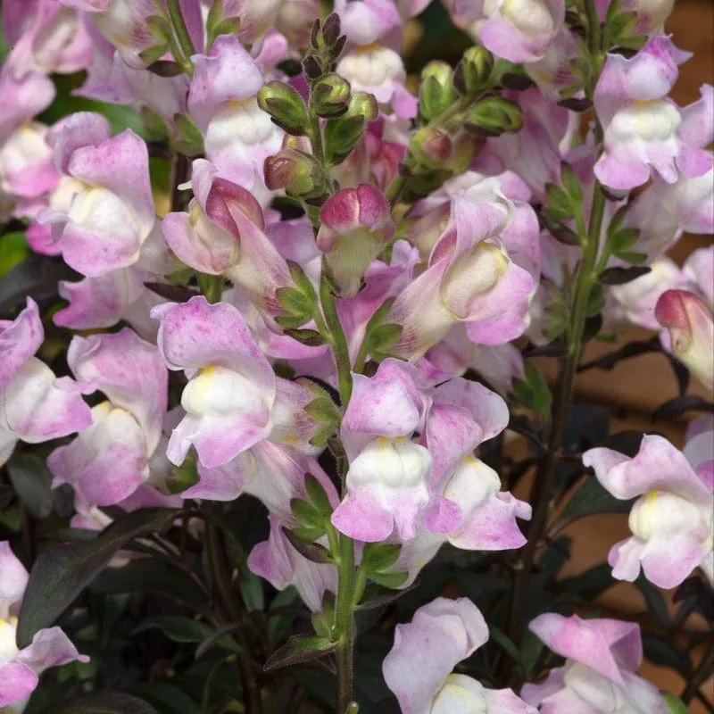 Johnsons Antirrhinum Snap in Black leeuwenbekjes 15 planten mix