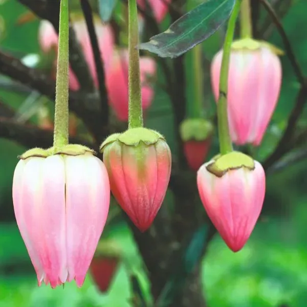 World Botanics Crinodendron Ada Hoffman tuinplant 9cm roze