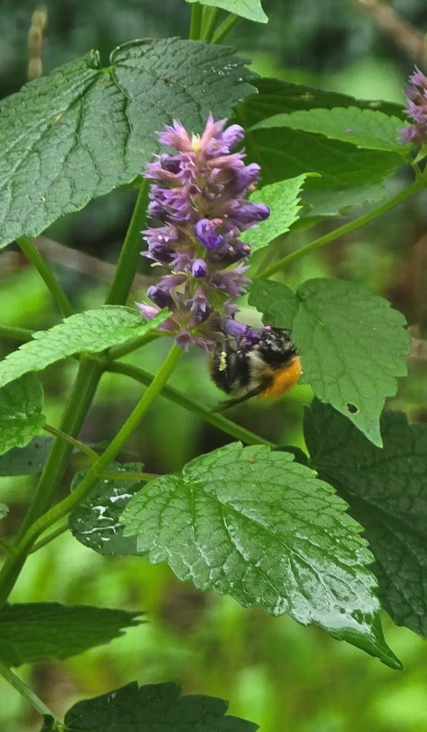 De Tuinen van MergenMetz Agastache cana dropplant P9 geurend