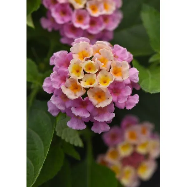 World Botanics Bloomify Pink bloemplanten 5 stuks compact