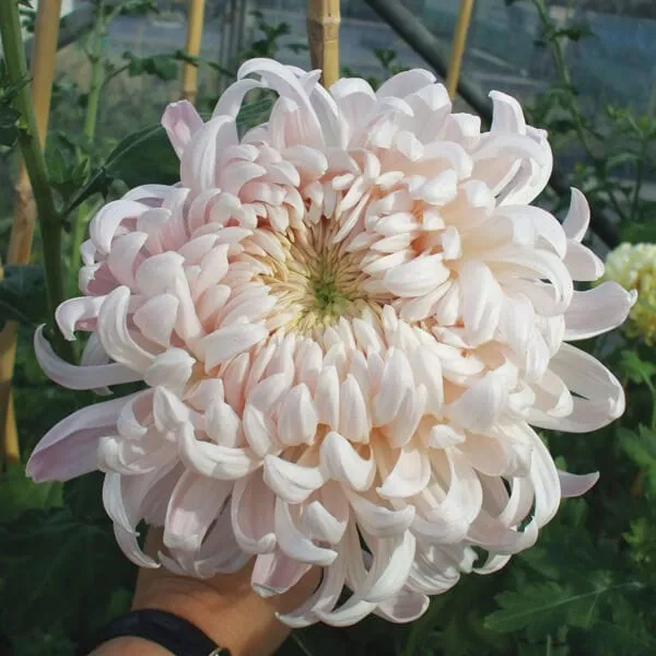 World Botanics Chrysanthemum Classic Collection 5 planten