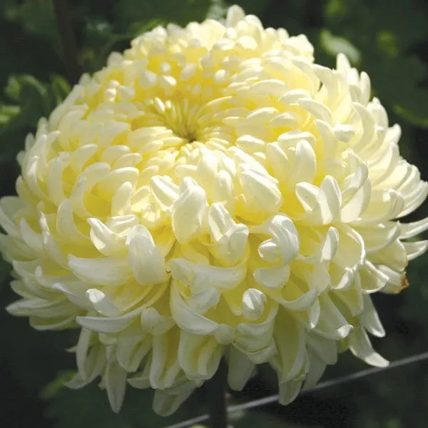 World Botanics Chrysanthemum Classic Collection 5 planten