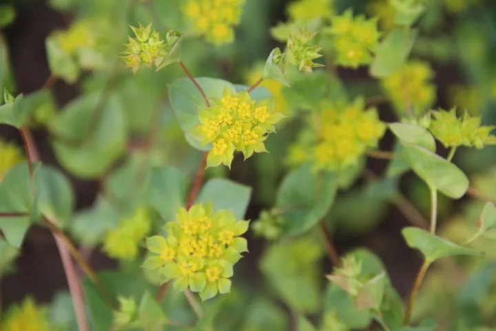 Vitale Rassen Doorwas zaden snijbloem groen