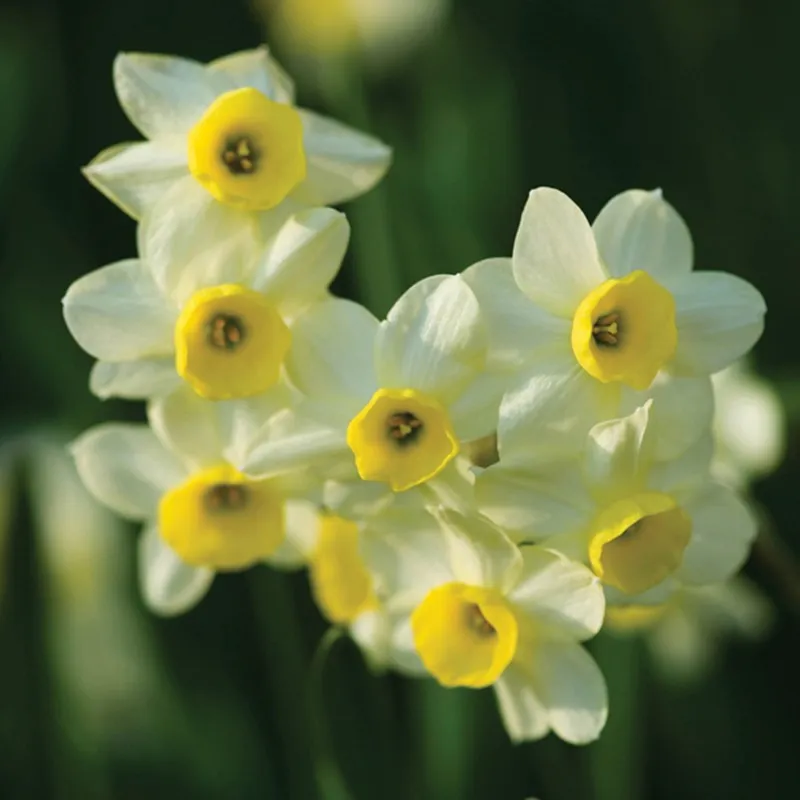 World Botanics Narcissus Minnow bloembollen 15 stuks geel