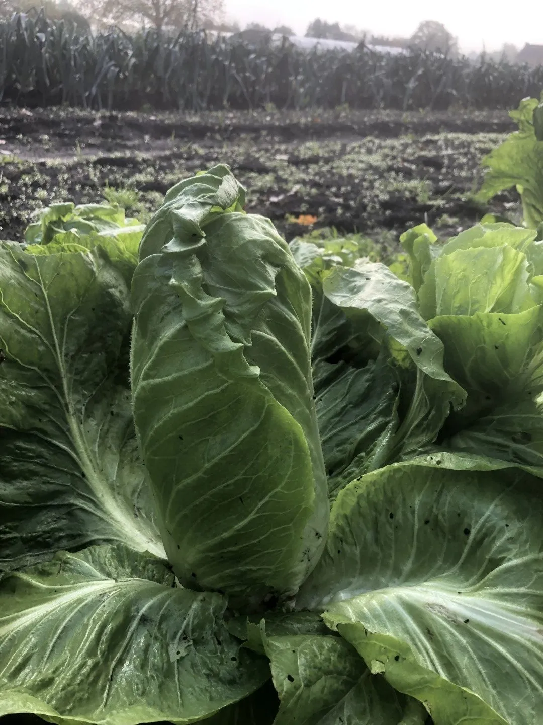 Vitale Rassen Groenlof zaden onbespoten winterblad