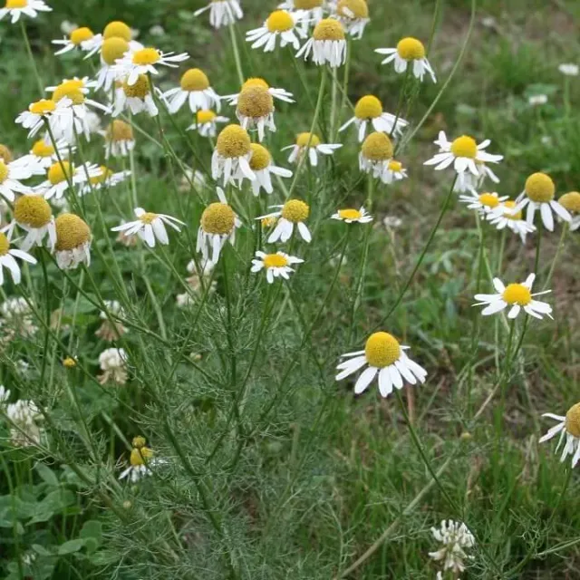 MediGran Tripleurospermum zaden reukeloze kamille
