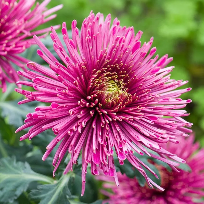 World Botanics Tula Starburst chrysant 5 jonge planten mix