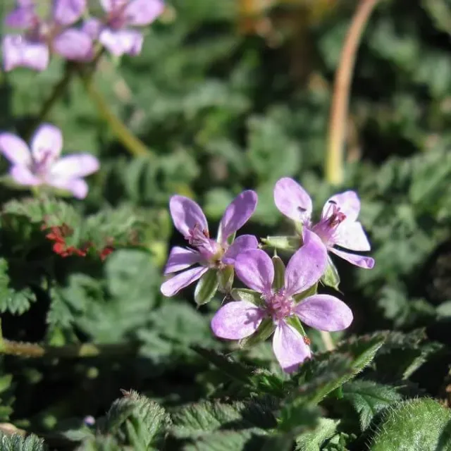 MediGran Reigersbek Erodium cicutarium zaden onbespoten