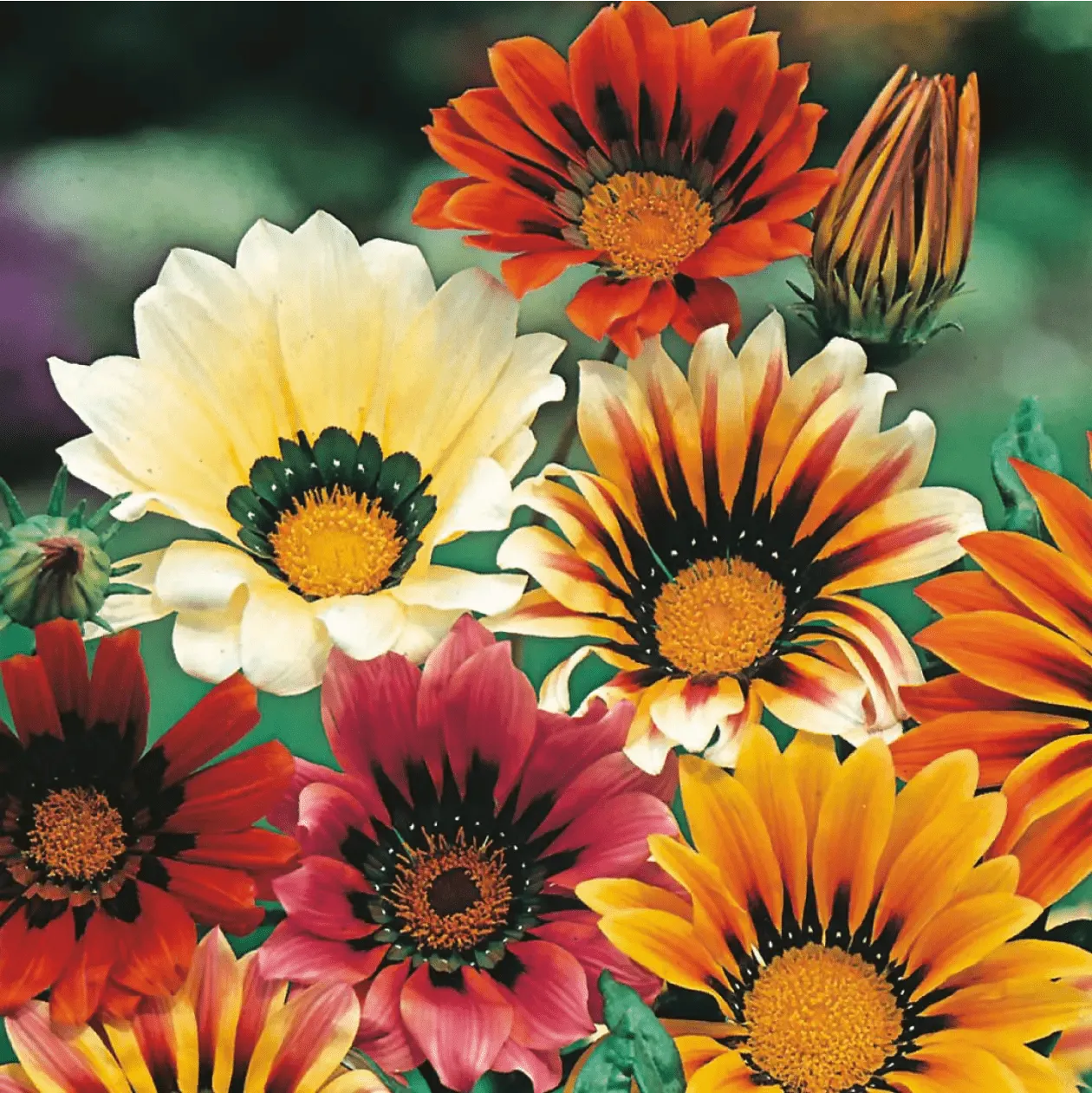 World Botanics Gazania Sunshine Mixed bloemzaden geel oranje rood