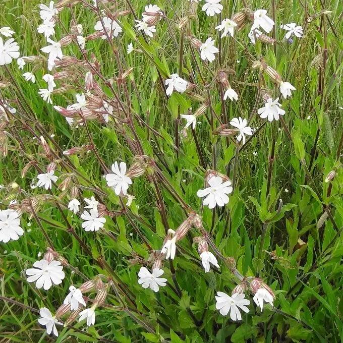 MediGran Silene latifolia alba Avondkoekoeksbloem zaden wit