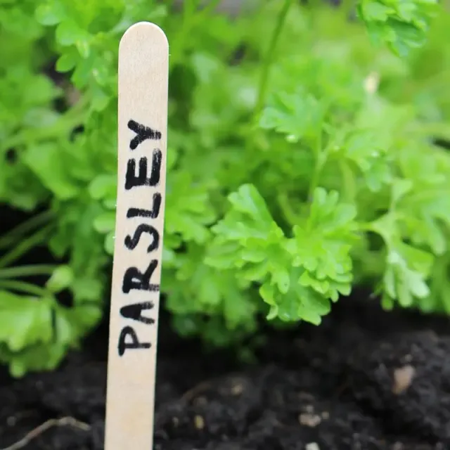 World Botanics houten plantenlabels 100 stuks met potlood 10cm