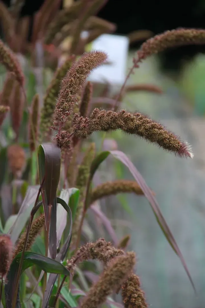 Vitale Rassen Trosgierst Red Jewel zaden
