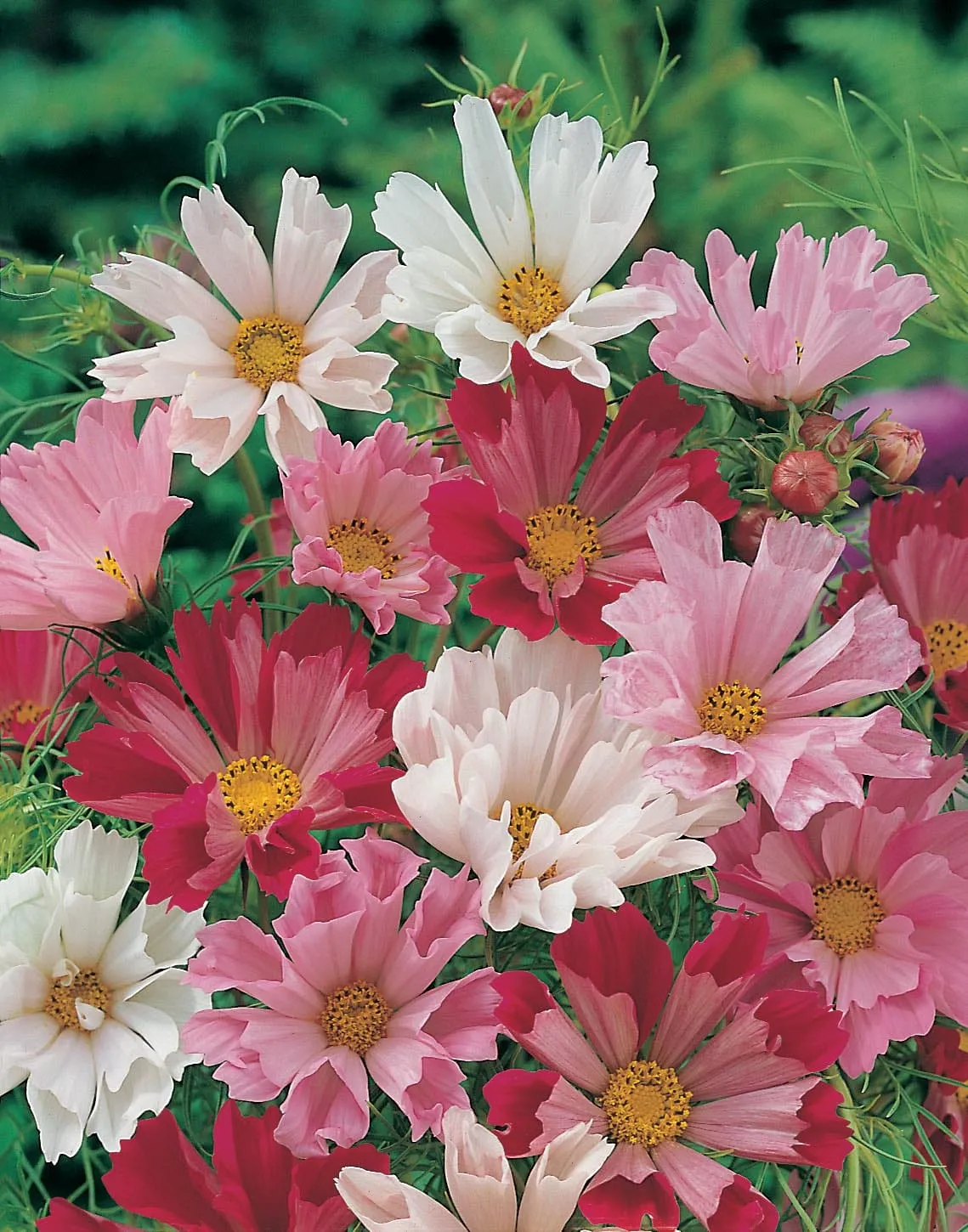 Johnsons Cosmos Sea Shells Bloemzaden Gemengd 1 m Hoog