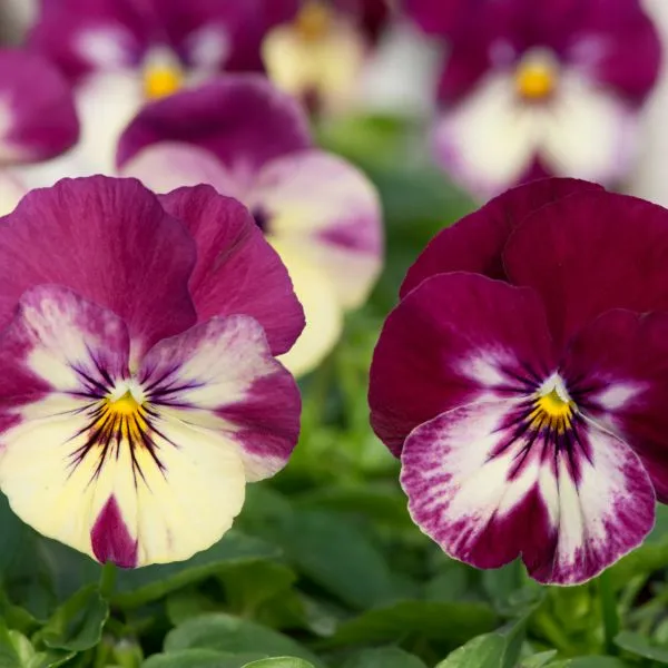 World Botanics Cool Wave Raspberry Swirl viooltjes 30 planten hangend