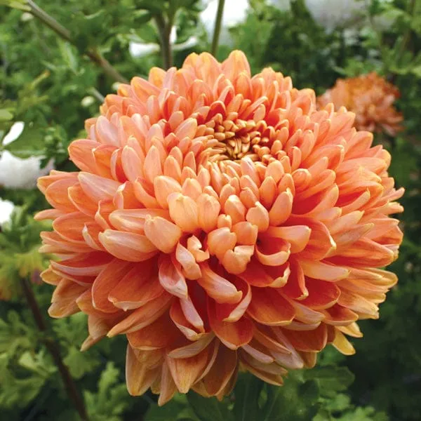 World Botanics Chrysanthemum Dartmoor Collectie 5 planten