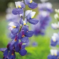 World Botanics Blue Javelin lupine zaden blauw vast