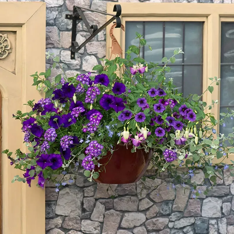 World Botanics Sea Blues Basket Mix bloemplanten blauw 7 stuks