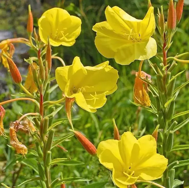 MediGran Oenothera glazioviana Grote teunisbloem zaden onbespoten