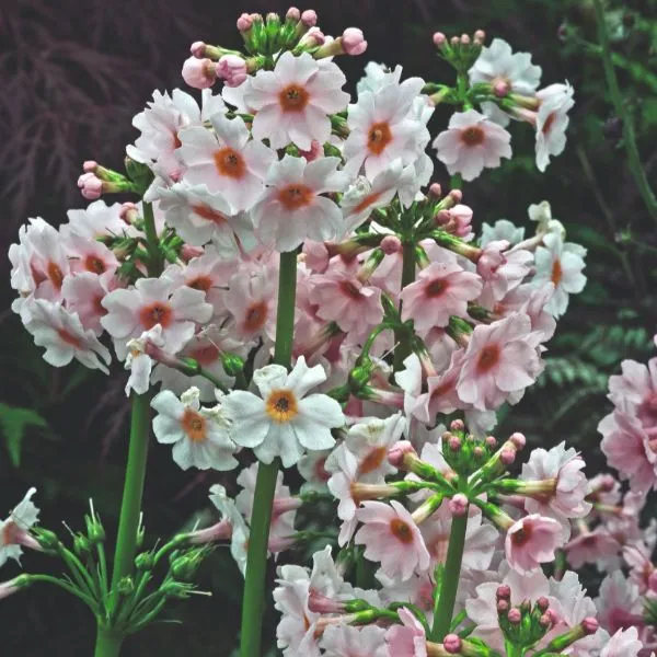 World Botanics Primula Japonica Appleblossom vaste plant 9 cm pot