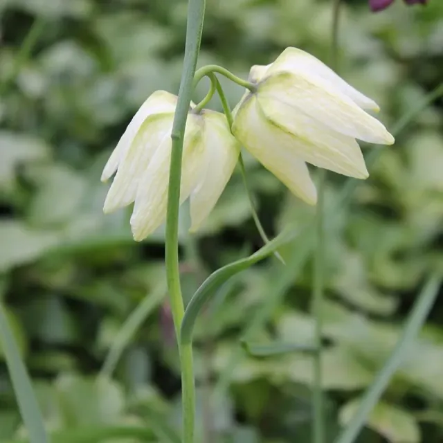 World Botanics Fritillaria meleagris Alba bloembollen 15 stuks wit