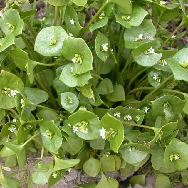 MediGran Winterpostelein Claytonia perfoliata zaden onbespoten