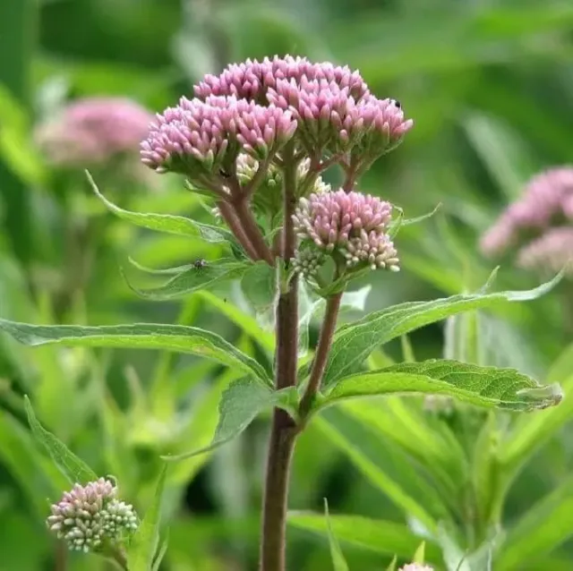 MediGran Eupatorium cannabinum koninginnenkruid zaden