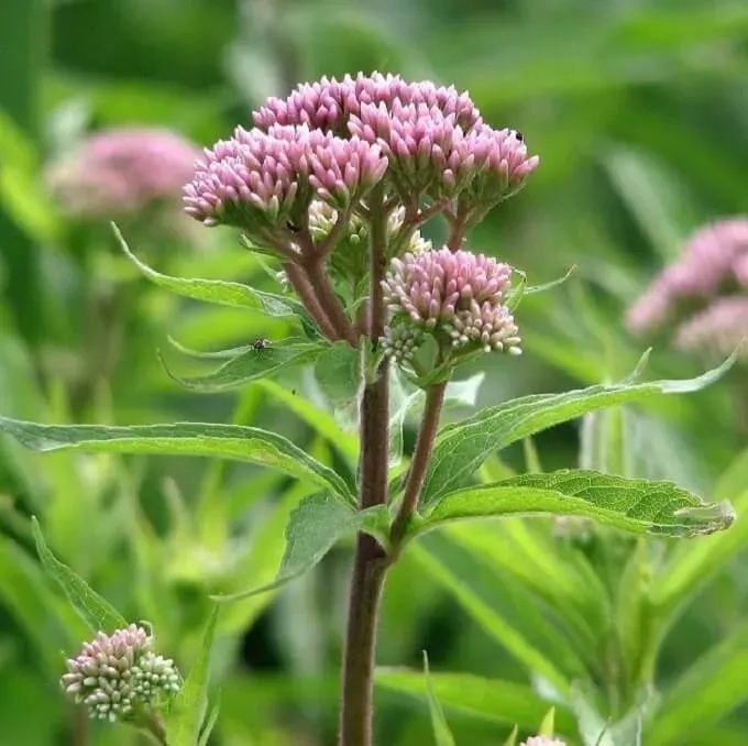 MediGran Eupatorium cannabinum koninginnenkruid zaden
