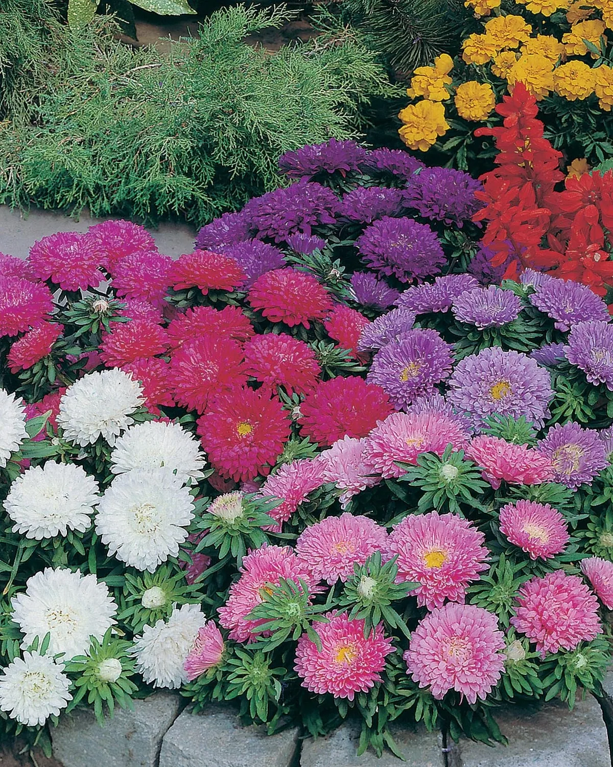 World Botanics Aster Colour Carpet Mixed bloemzaden bodembedekker