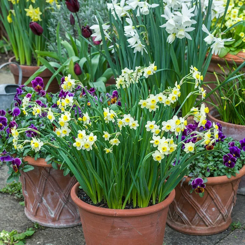 World Botanics Narcissus Minnow bloembollen 15 stuks geel