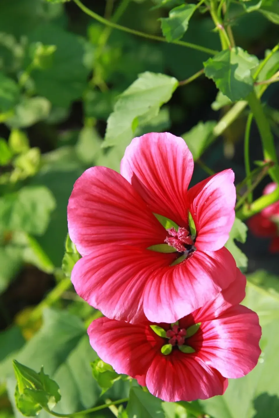 Vitale Rassen Trechtermalva Roze zaden onbespoten