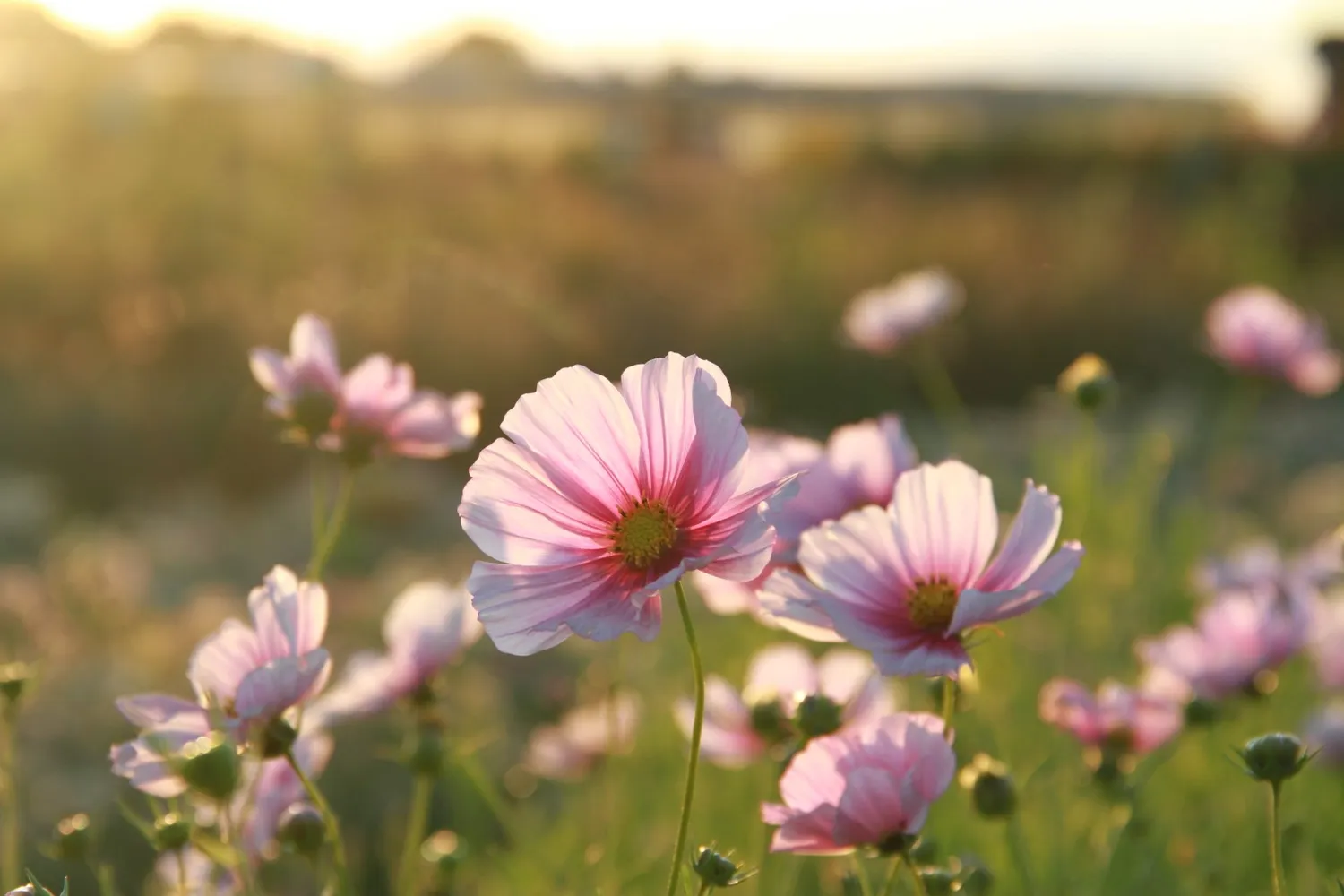 Vitale Rassen Cosmos Daydream zaden roze